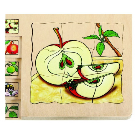 Apfel - Entwicklung - Obst - Lagen-Puzzle 30 Teile ab 4-jährig